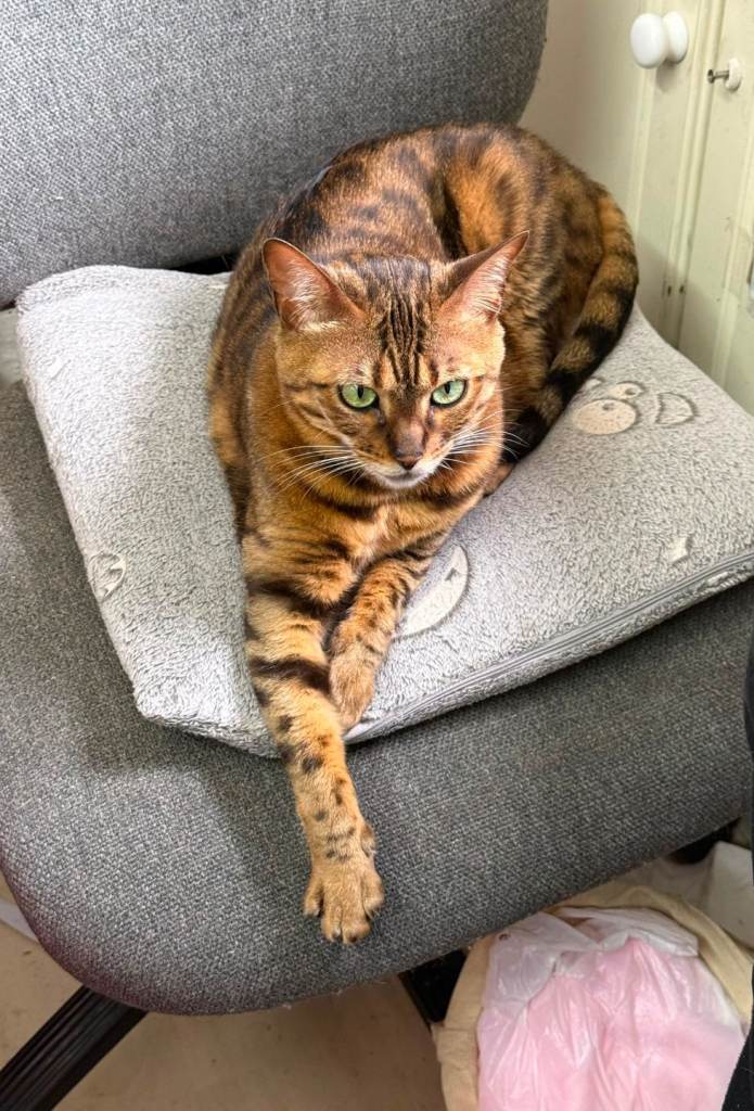 Beautiful Bengal nuetard female