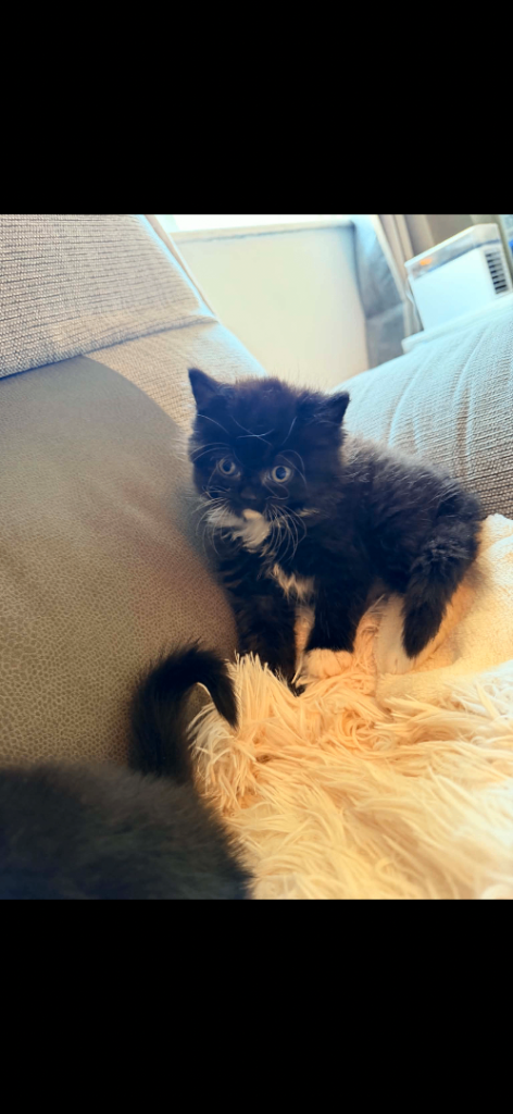 British short hair kittens 