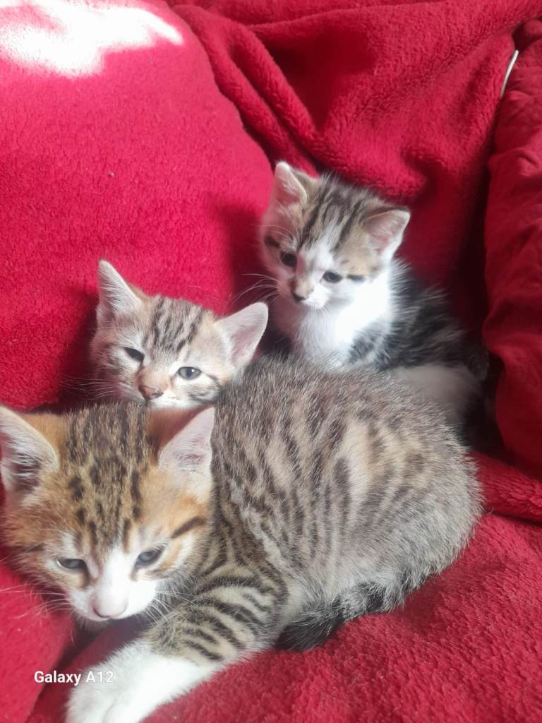 3 adorable kittens 