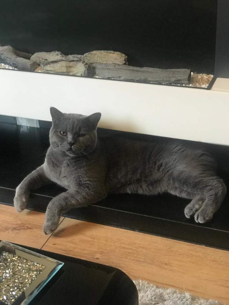 BRITISH SHORTHAIR MALE 