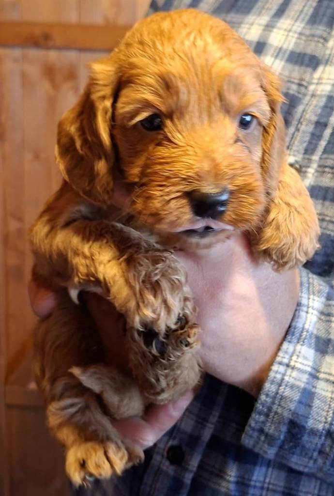 Cockapoo puppies 