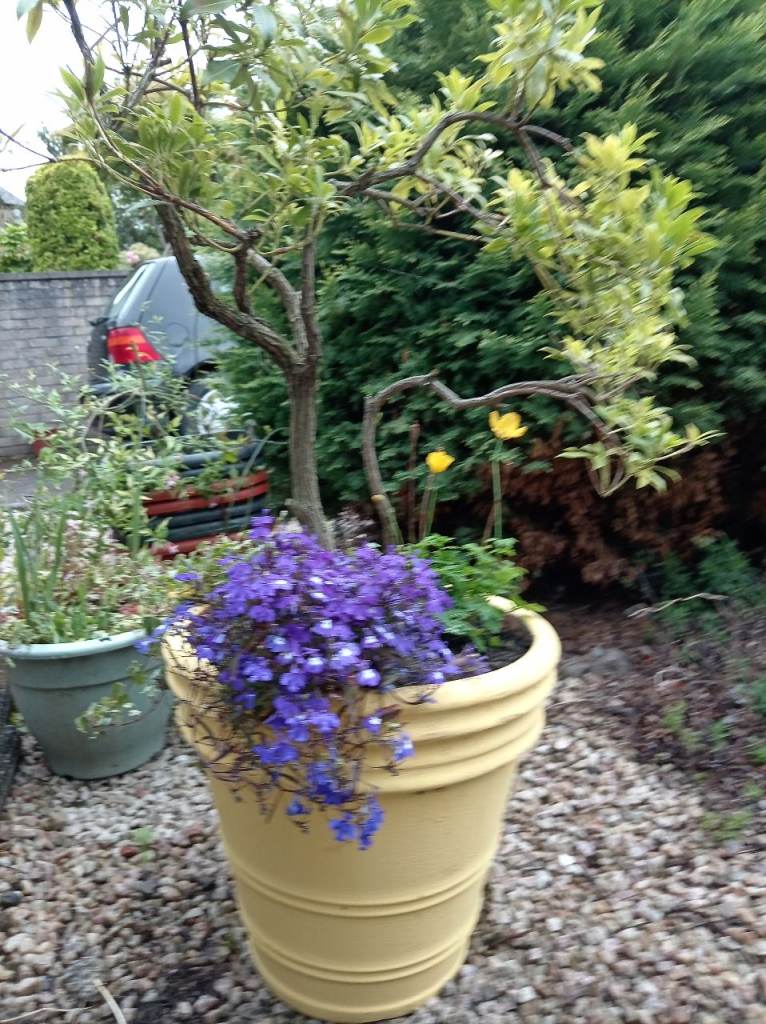 Large oriental Azalea tree shrub in ceramic pot with trailing ivy and lobelia