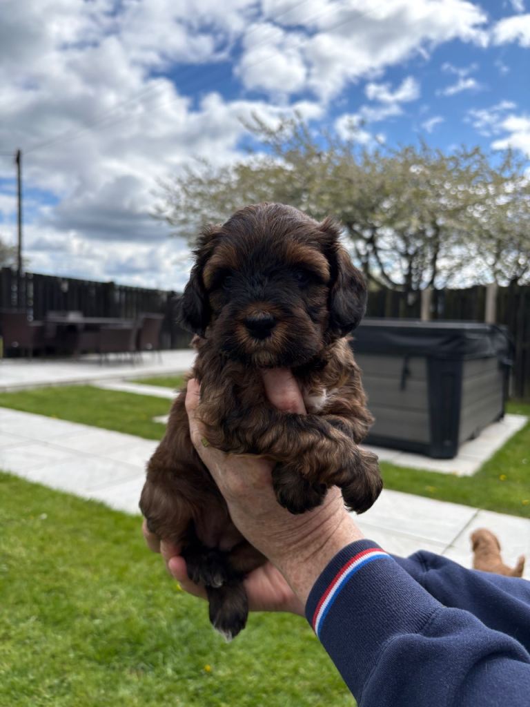 Tibetan terrier x poodle 