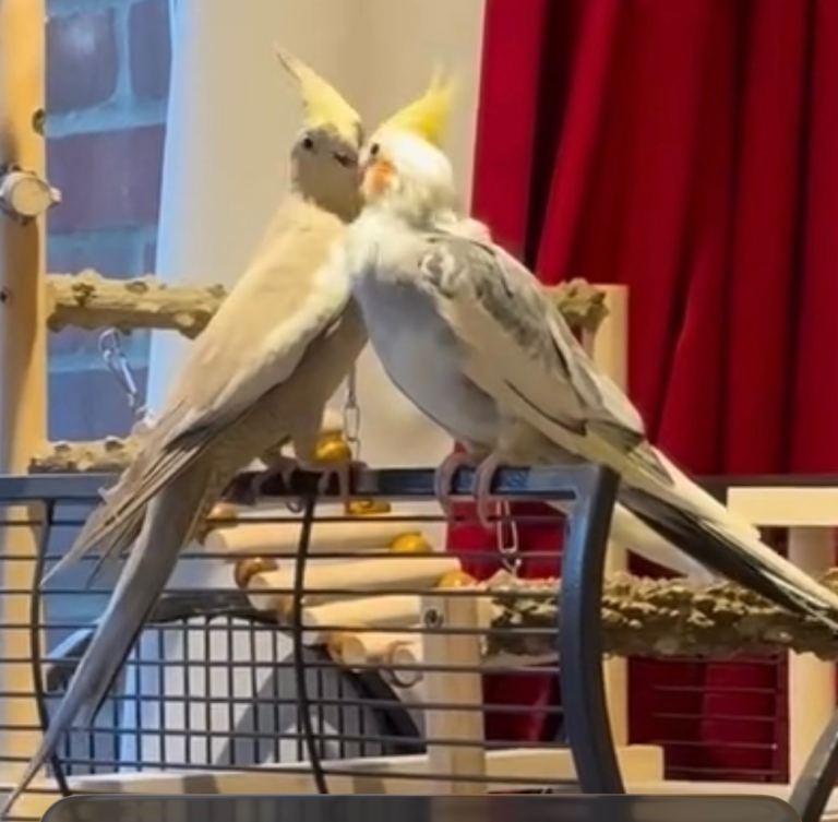 Cockatiels for sale - large cage with accessories included 