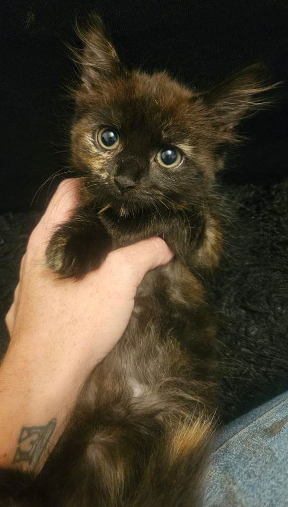 Kitten for sale 