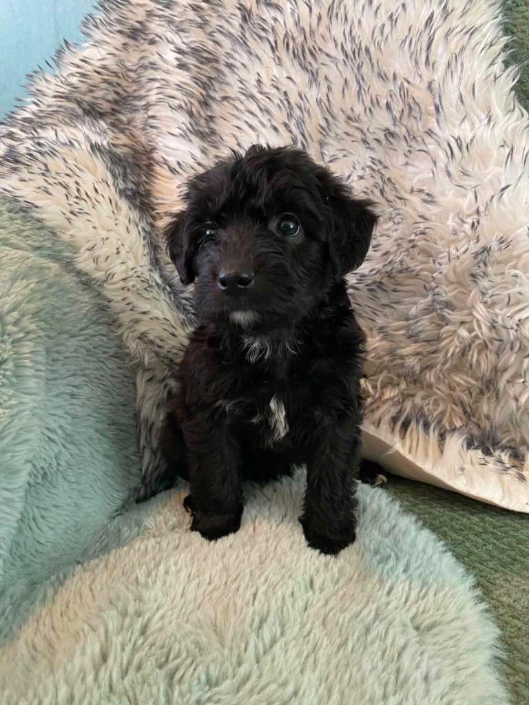 Whipoodle 