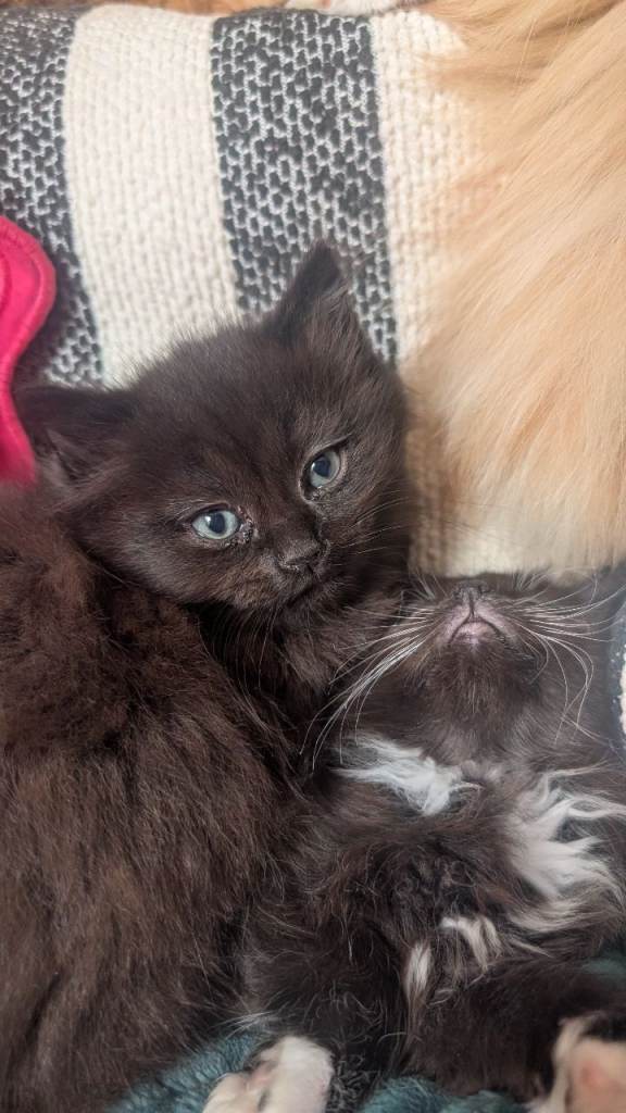 Kittens looking for a good forever home