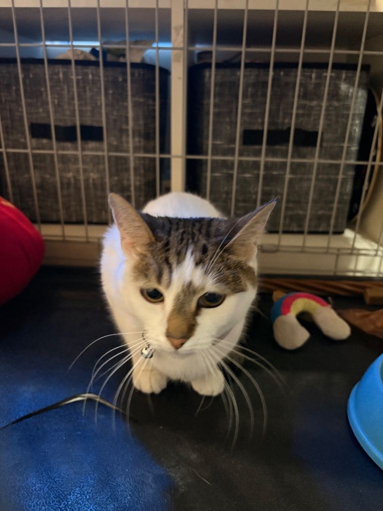Female cat