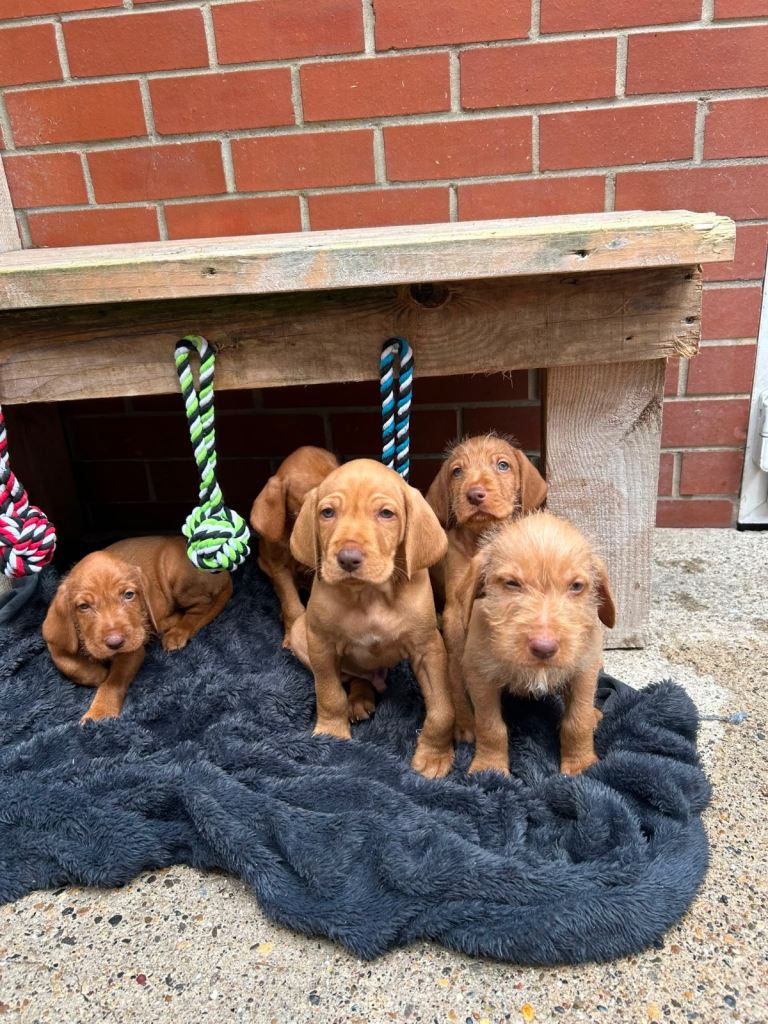 Hungarian wire haired Vizsla puppies 