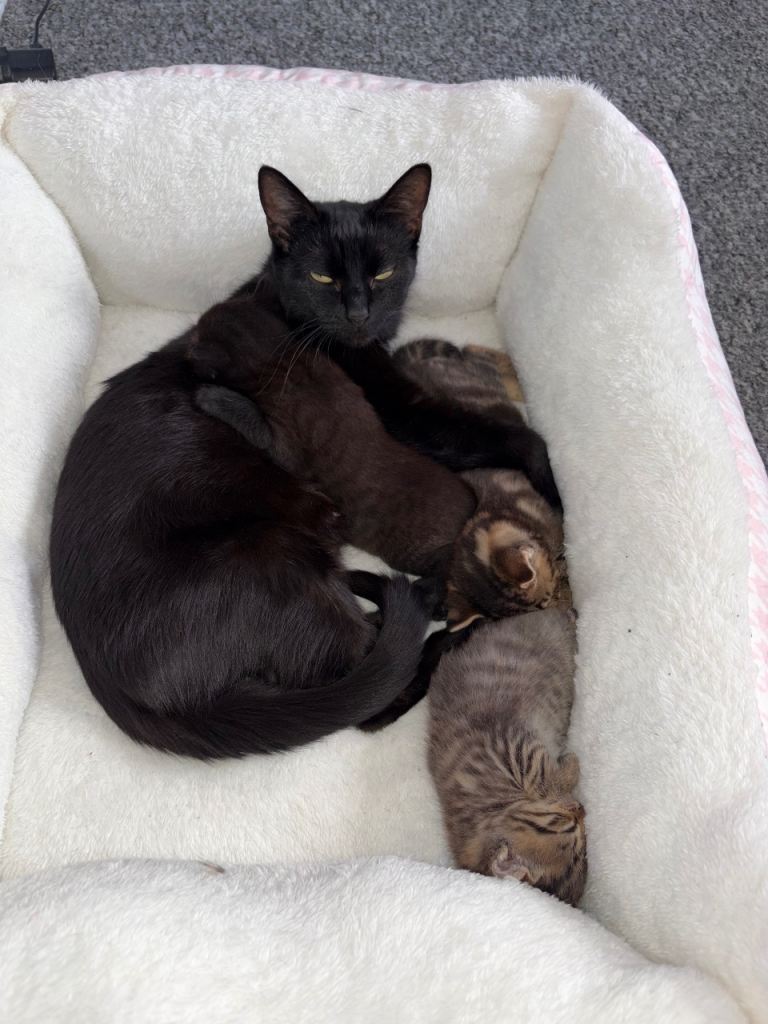 Kittens 