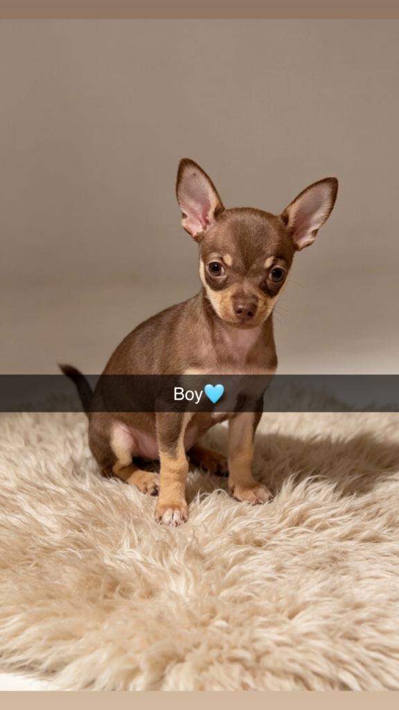 Beautiful short hairChihuahua puppies