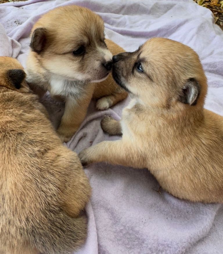 Pomeranian cross Jack Russell