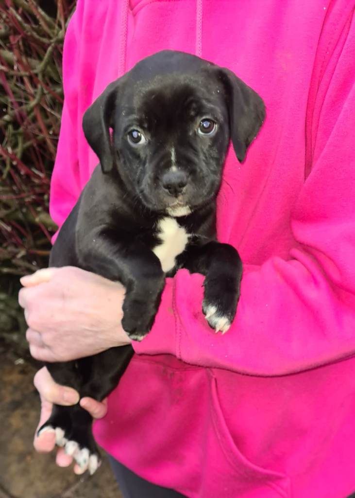 Staffy x Springer Spanial pups for sale
