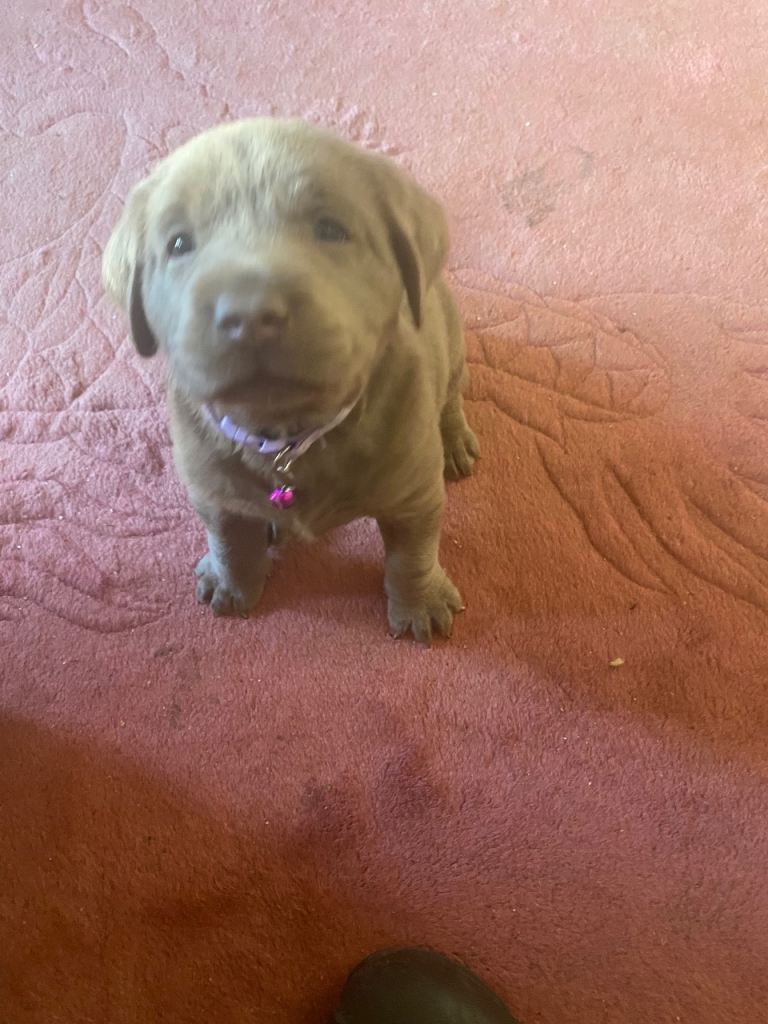   1 Baby Girl silver Labrador retriever  Ready 20/9/ 2026 