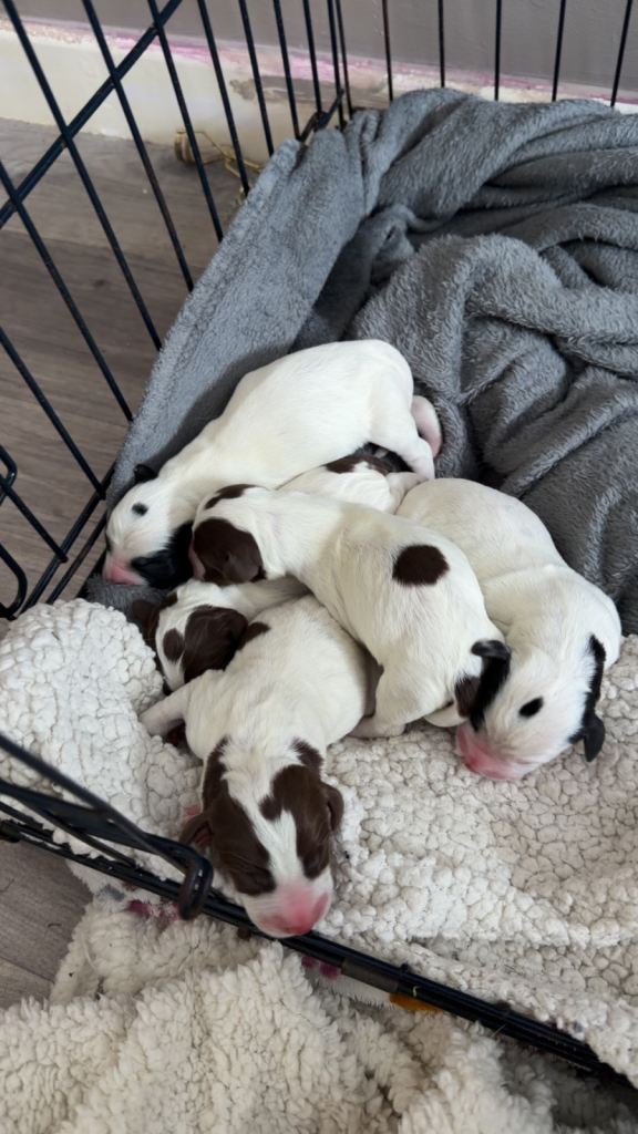 Spreagle puppies 
