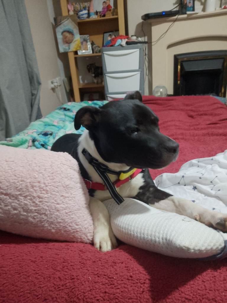 Looking for a loving home 