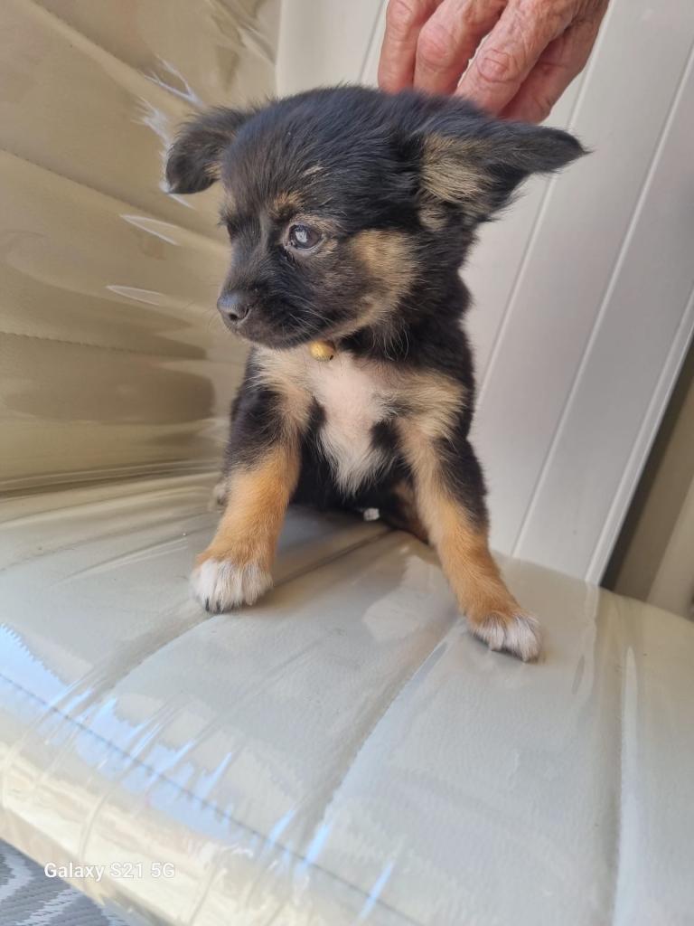 Fur baby looking forever home