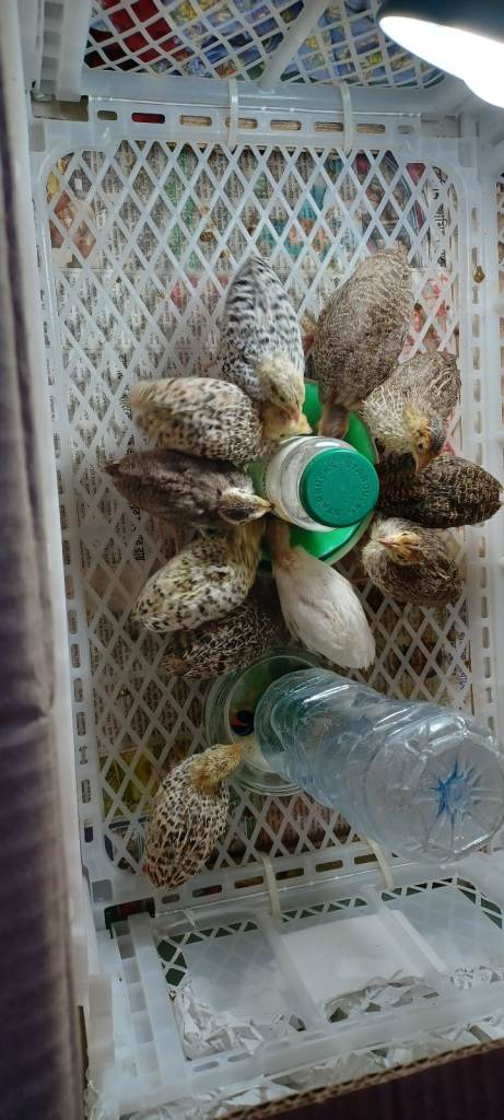 Plastic Crate with 6 Quail Chicks and Feeder/Waterer