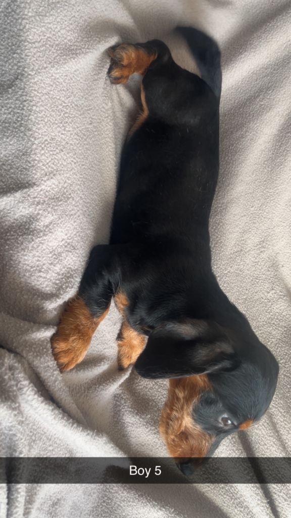 Miniature Dachshunds 
