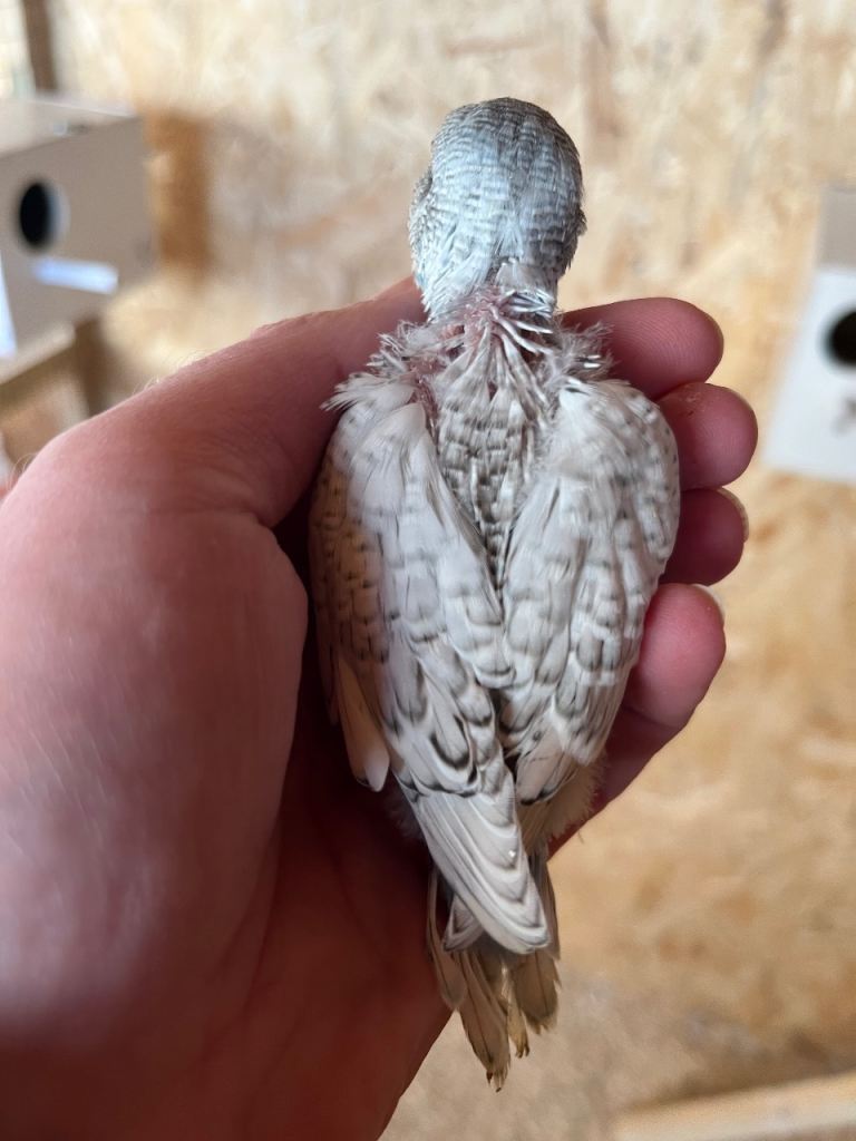 Baby Budgies Inverness