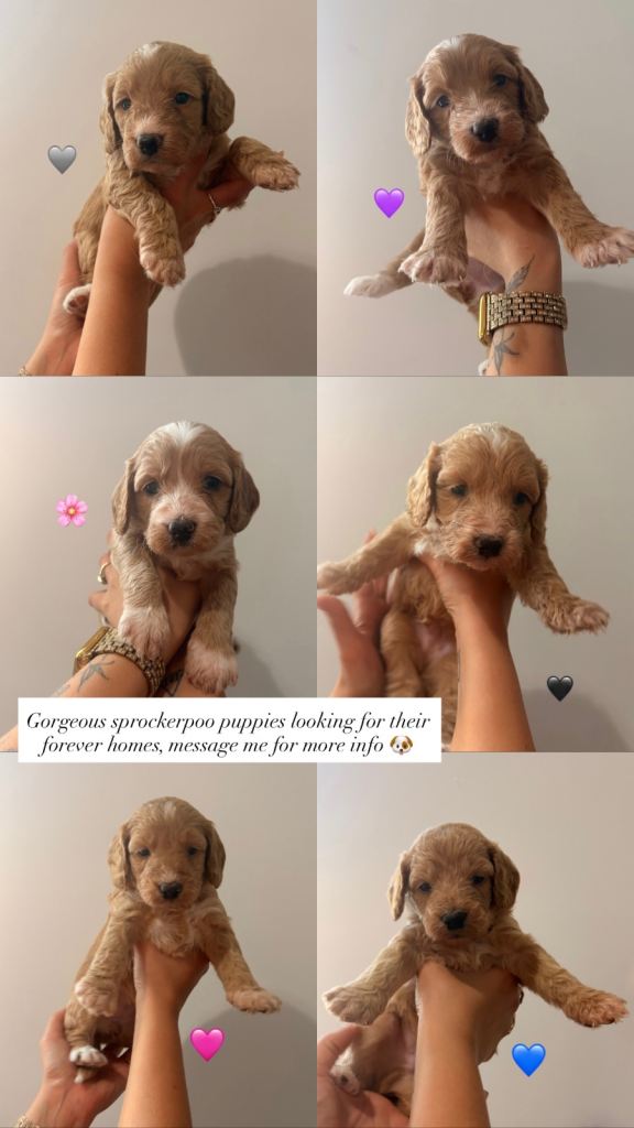 Gorgeous Sprockerpoo Puppies✨
