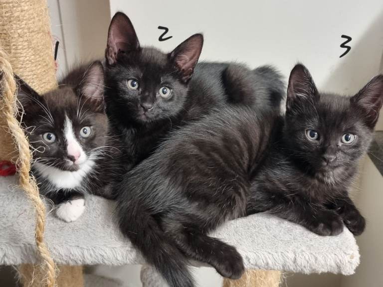 Adorable bengal cross tuxedo kitten 