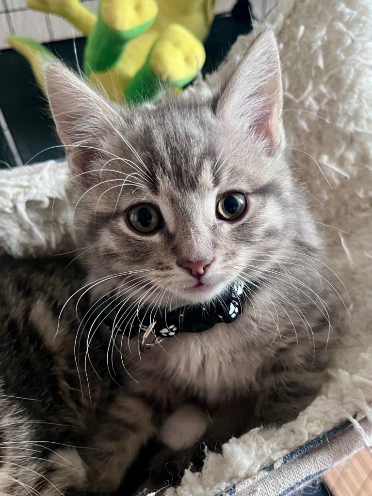 Siberian cross kittens