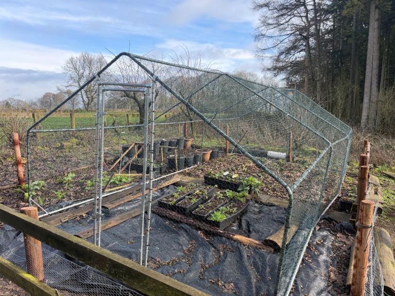 Large galvanised steel chicken run (previously used as a fruit cage)