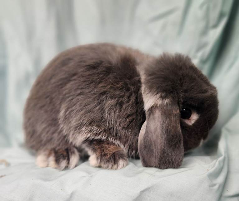 Blue fox dwarf lop buck