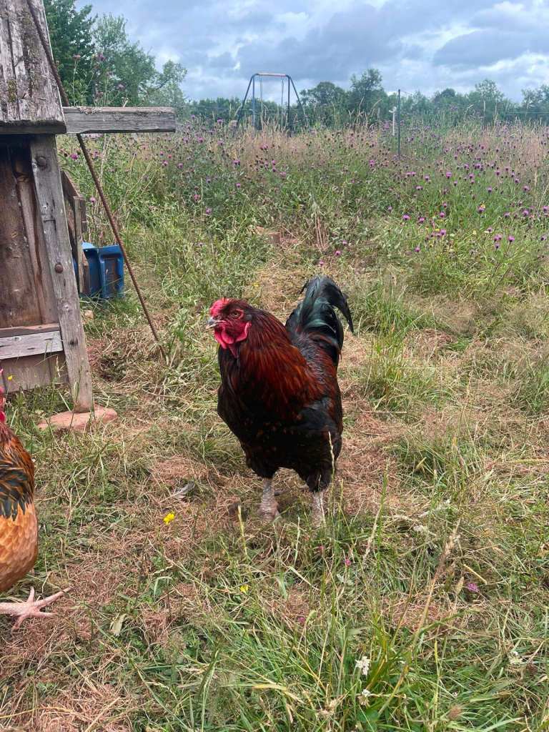 Handsome Brahma × Russian Orloff cross Cockerel – 5 Years Old – Collection from near Salisbury