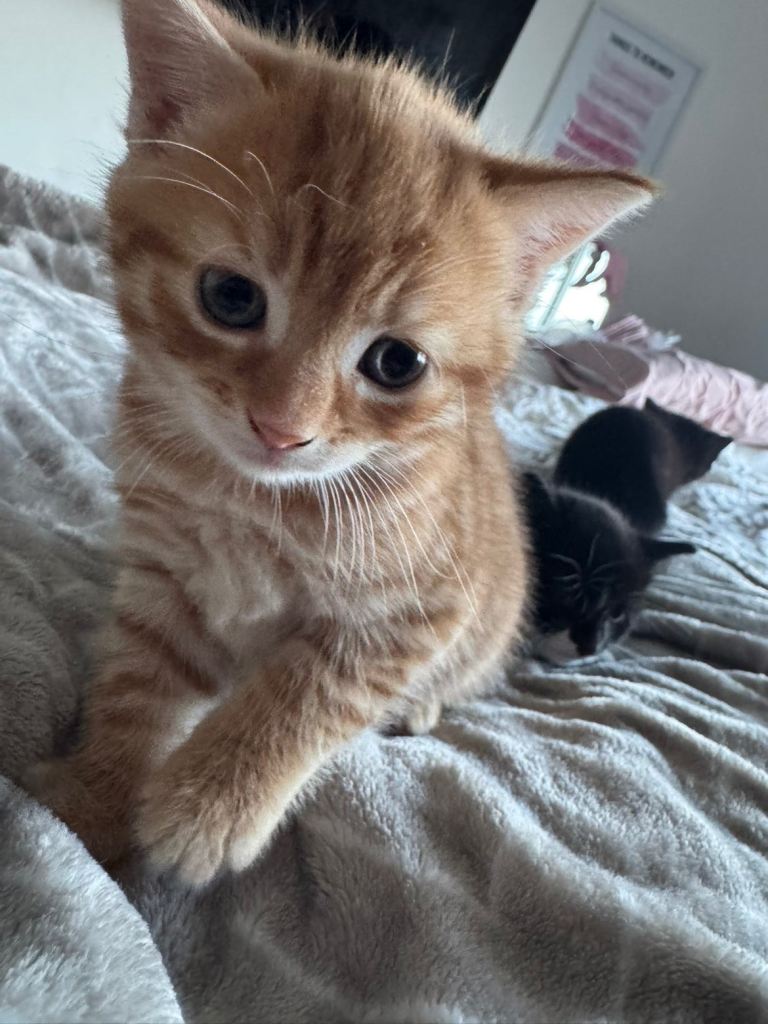 Beautiful kittens looking for their forever home