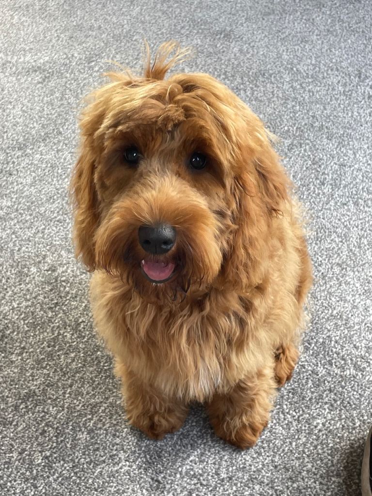 Cockapoo