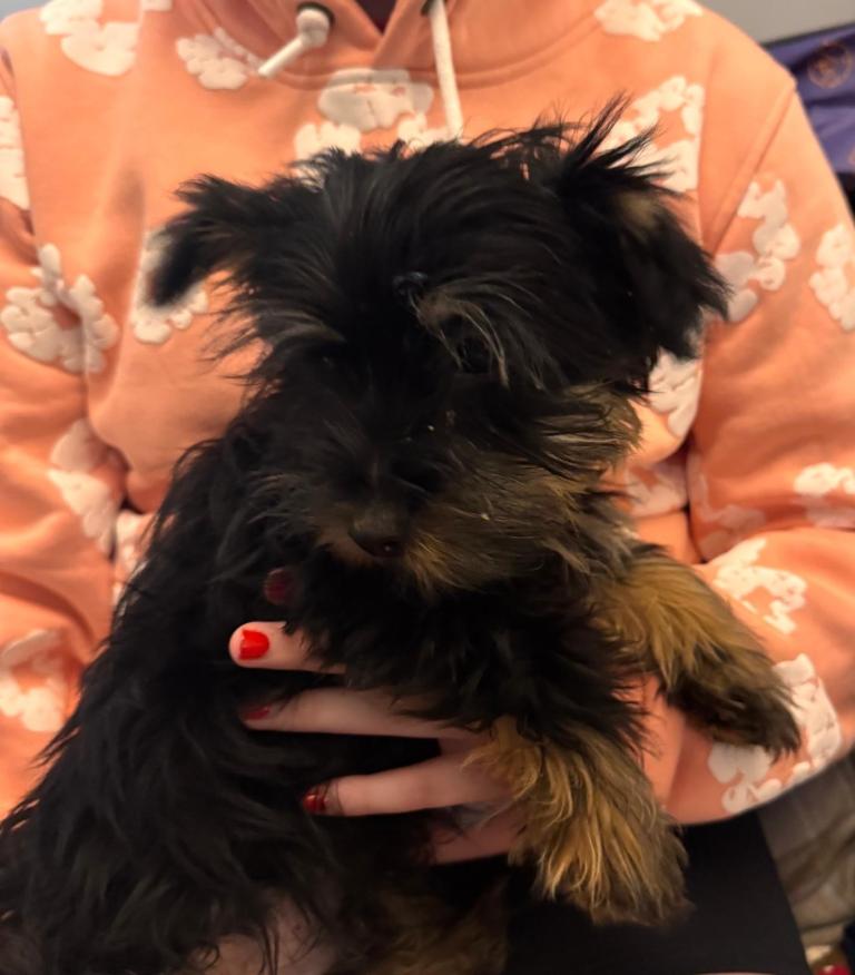 Yorkshire Terrier X Jack Russell puppies