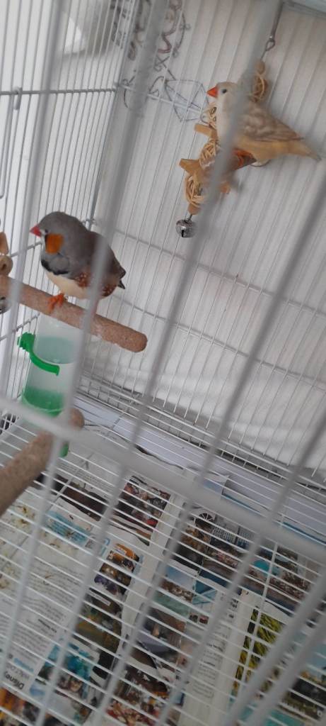 Zebra Finches