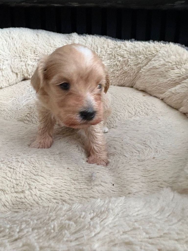 F1 Maltipoo male puppy