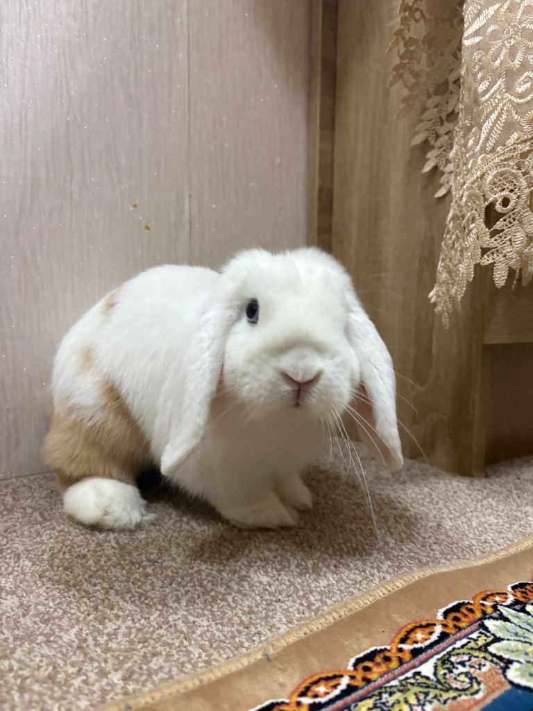 Mini Lop Rabbit (with food and cage)