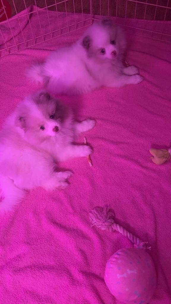 Two beautiful Sable chocolate Pomeranians boys 