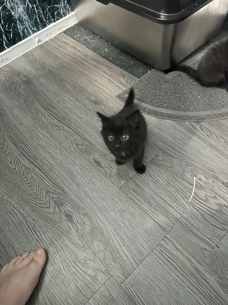Two black beautiful kittens