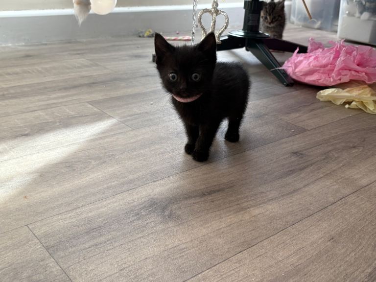9 week old microchipped black kitten 