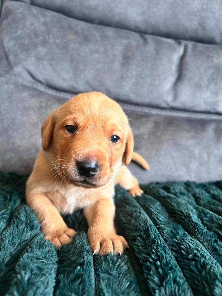 KC registered Red fox lab puppies