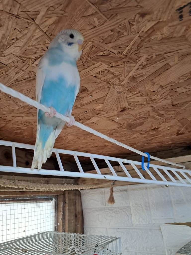 Budgies 
