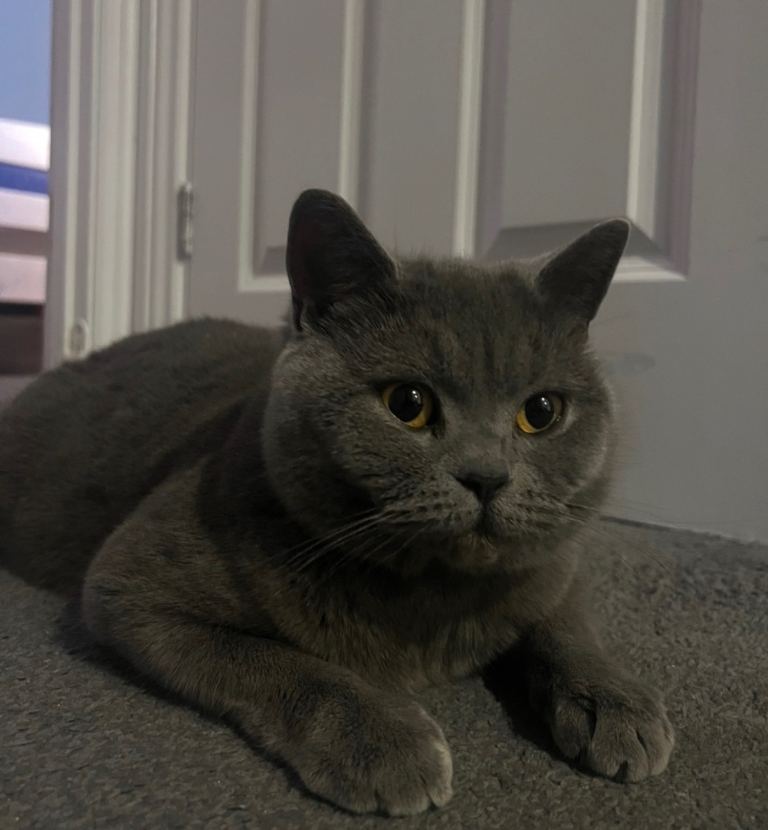 Beitish shorthair cross kittens 