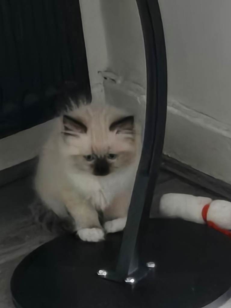 Beautiful rag kitten 