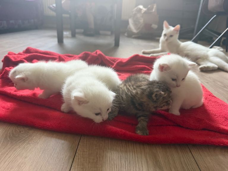Girls Kittens for Sale