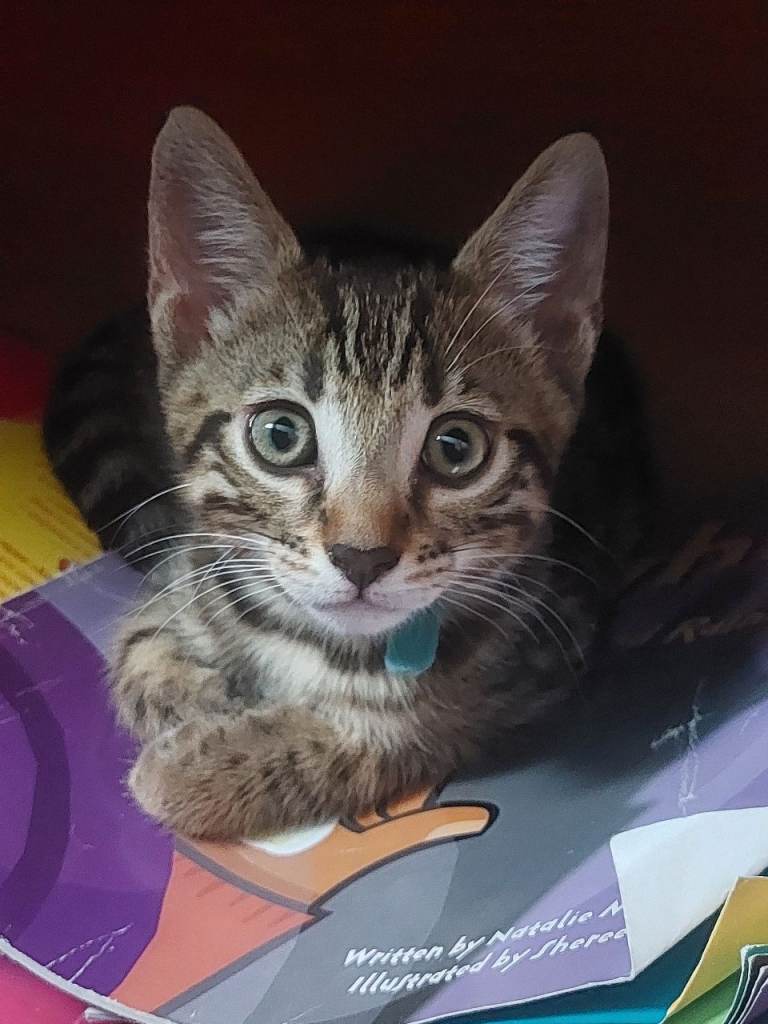 One BOY left💙Gorgeous mixed/crossed/tabby/half bengal kittens🧡💚💙