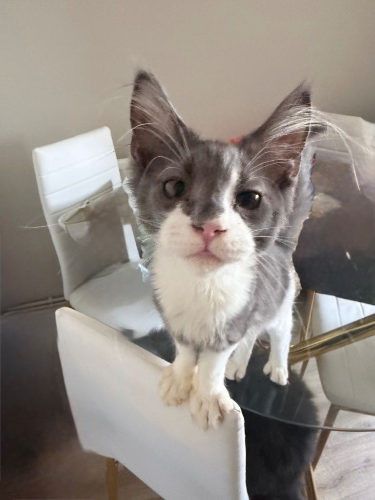 Maine coon