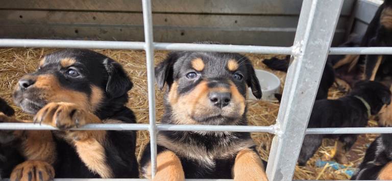 🐾 Beautiful Rottweiler Cross Puppies