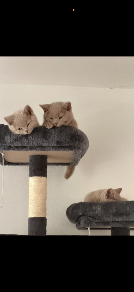 British shorthair kittens 