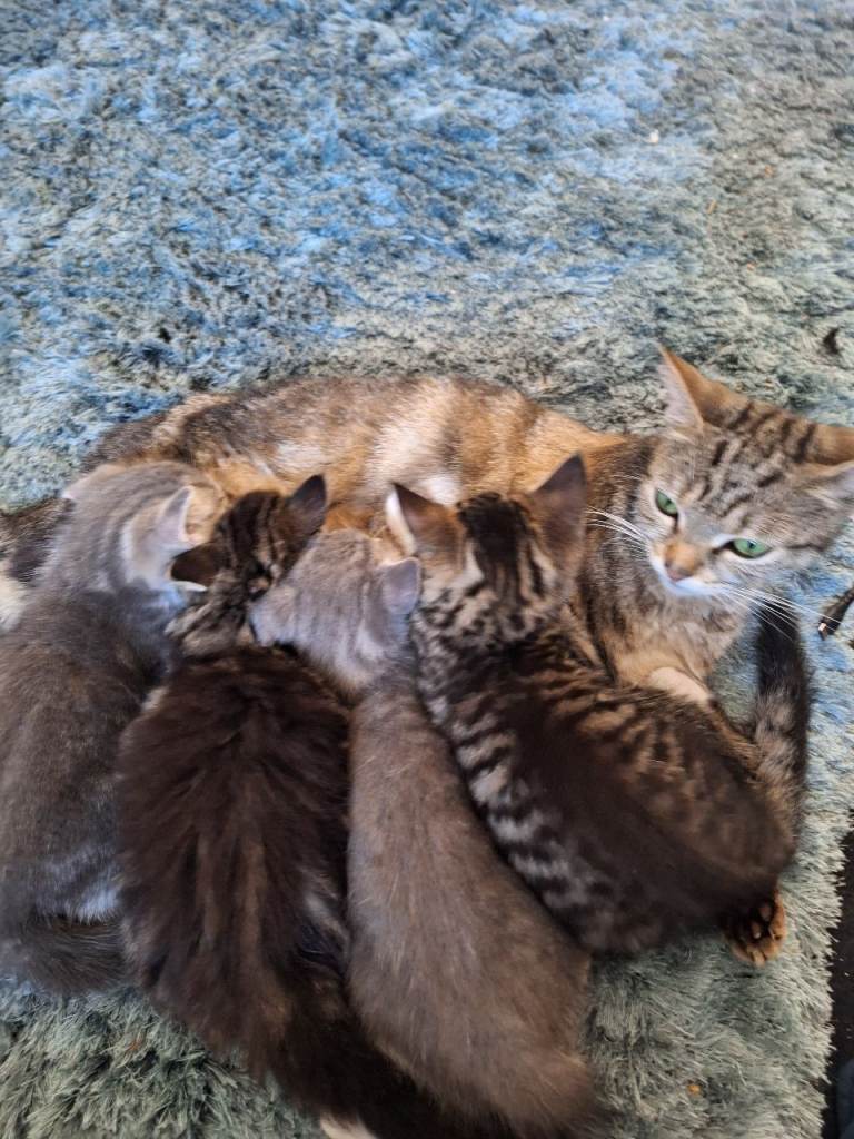 3 kittens 