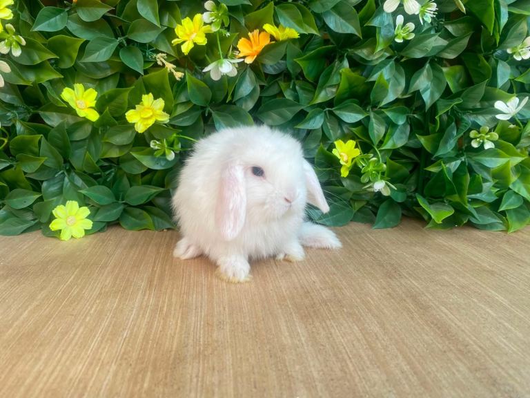 Mini lops ( Est since 2014 ) 